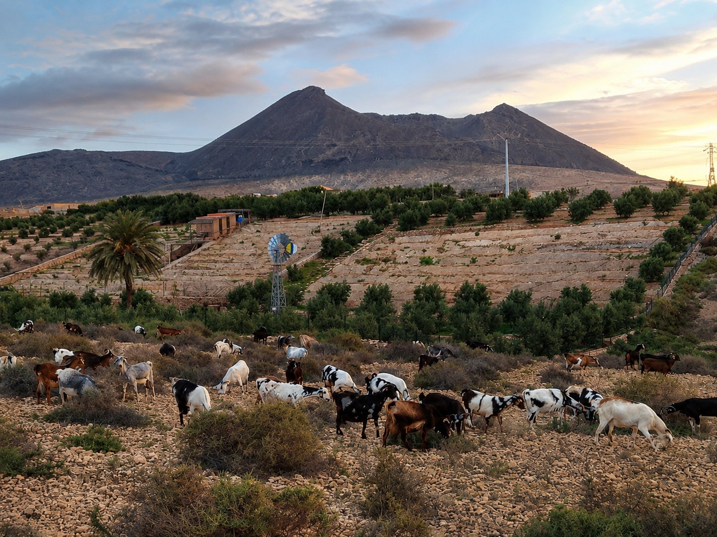 Cabra majorera pastando en el terreno volcánico de Fuerteventura.
